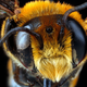 Illustration for article titled 11 Glittering Insects From the US Geological Surveys Bug Collection